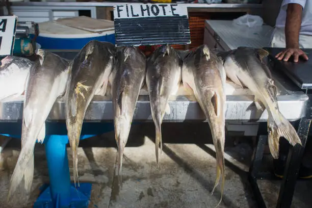 Photo of Fresh fishes (puppy, in English) typical regional food for sale in famous Ver-o-Peso public market in Belem do Para, Brazil