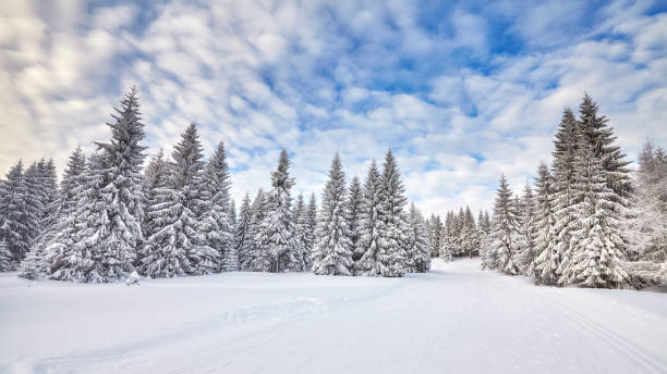 istock Winter landscape with snow covered trees 869074436