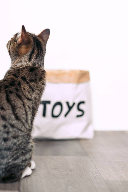 istock Cat looks at the paper craft package 869077758