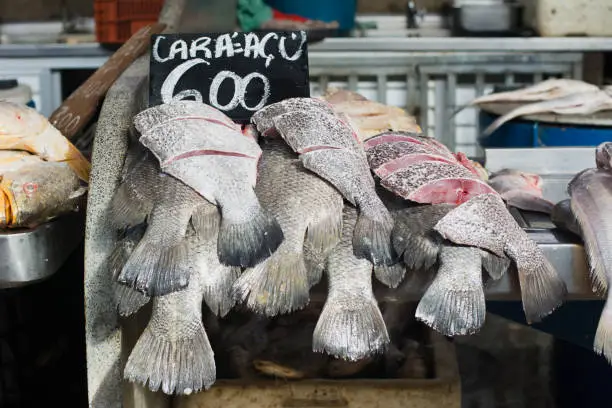 Photo of Fresh fishes (cara acu, in portuguese) typical regional food for sale in famous Ver-o-Peso public market in Belem do Para, Brazil