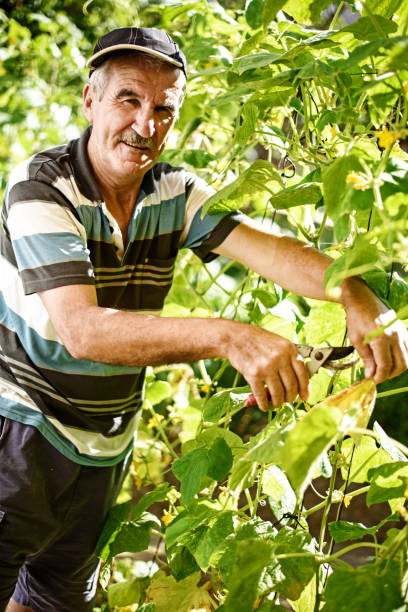 istock Senior farmer dealing with garden crops 869091890