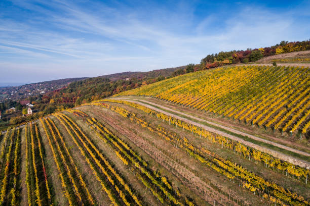 istock aerial view of vineyard 869092208