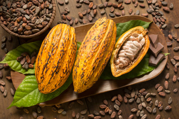 Cocoa fruits and nibs composition Composition of three real cocoa organic fruits surrounded by real cocoa leaves, nibs and chocolate chunks on a wooden tray. One of the fruits is opened. Horizontal photography. Natural lighting. theobroma stock pictures, royalty-free photos & images