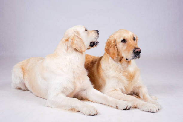 istock Thoroughbred well-groomed Dog 869108260