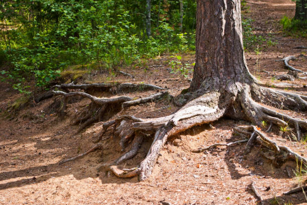 istock The roots of the tree. 869109052