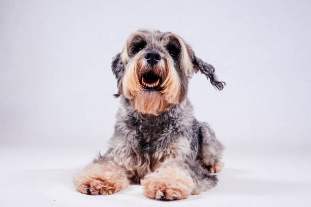 istock Thoroughbred well-groomed Dog 869109134