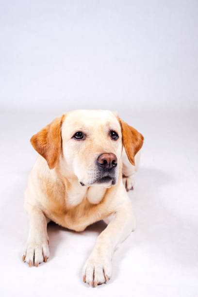 istock Thoroughbred well-groomed Dog 869111592