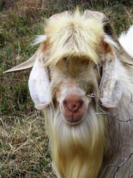 Goats in the reserve. High quality photo
