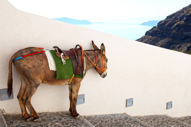 Visitors to Santorini can take a ride on a donkey or mule to get down the steep cobbled path from the town of Oia to the old port and back again for a small charge.