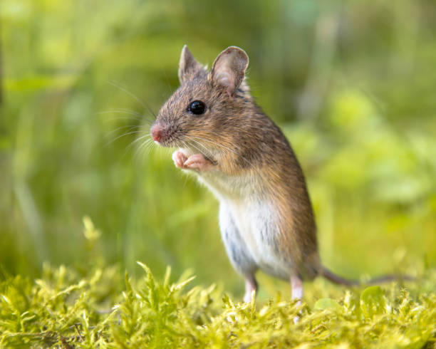 istock Erect Standing Wood mouse in green surroundings 869117950