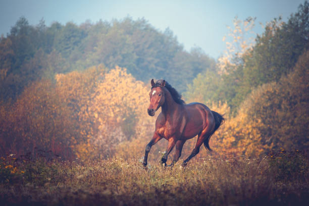 istock Bay horse galloping on the trees background in autumn 869118182