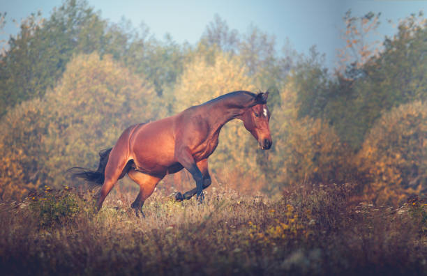 istock Bay horse galloping on the trees background in autumn 869118218