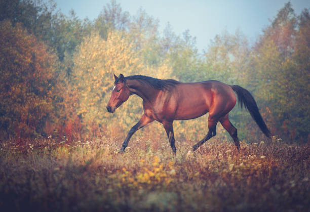 istock Bay horse galloping on the trees background in autumn 869118220