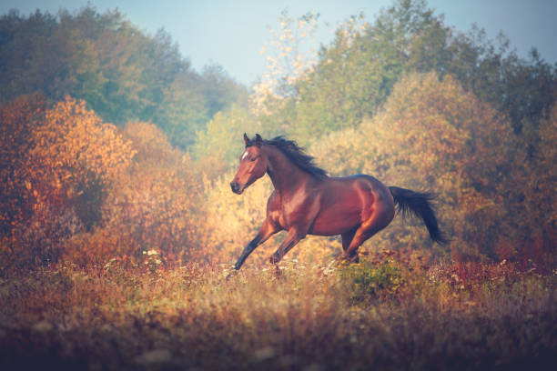 istock Bay horse galloping on the trees background in autumn 869118248