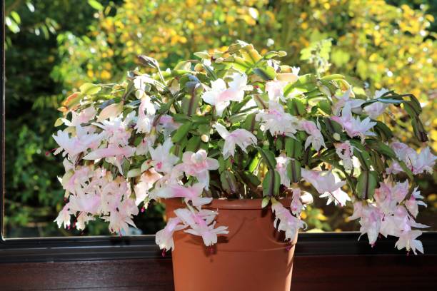 istock Schlumbergera truncata blooming white in fall 869118834