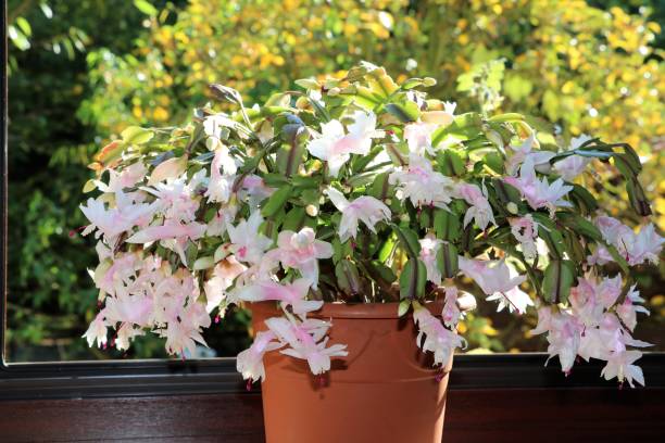 Schlumbergera truncata blooming white in fall Schlumbergera truncata blooming white in fall lava cactus stock pictures, royalty-free photos & images