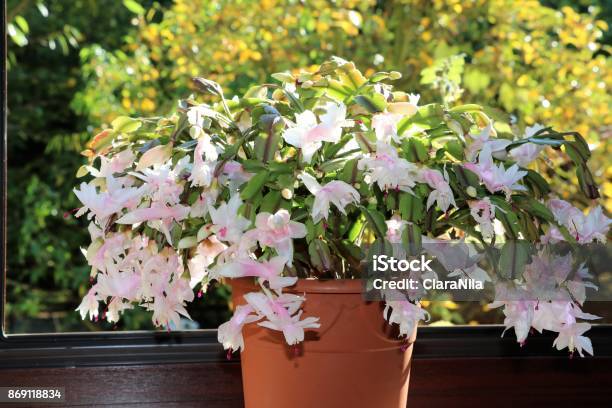 Schlumbergera Truncata Blooming White In Fall - Fotografias de stock e mais  imagens de Flor-de-seda - Flor-de-seda, Branco, Vaso de Flor - iStock