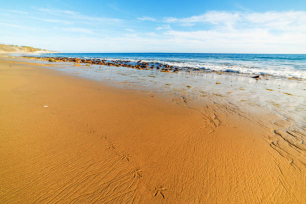 istock Seagull footsteps in Malibu 869119274