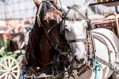Carriage horses wait in the sun
