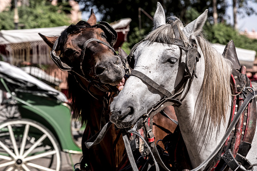 Carriage horses wait in the sun