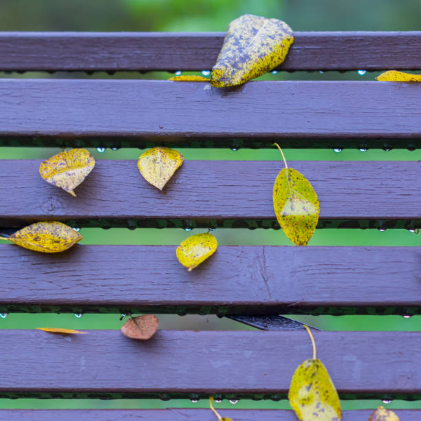 autumn, part of vivid benches in park, leaves close-up, similar to notes on typical five-line staff. colorful square background - musical staff musical note music musical symbol imagens e fotografias de stock