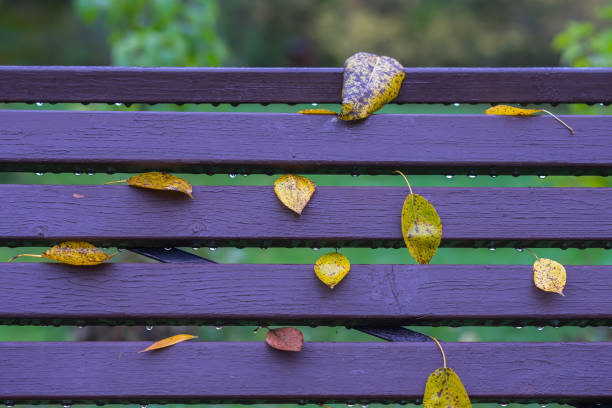 autumn, part of vivid benches in park, leaves close-up, similar to notes on typical five-line staff. colorful background. nostalgia, romantic mood concept - musical staff musical note music musical symbol imagens e fotografias de stock