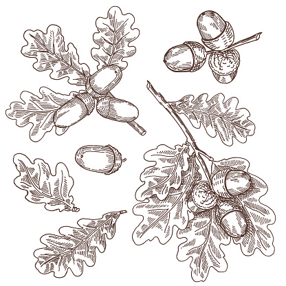 Acorns, oak, vector hand drawing
