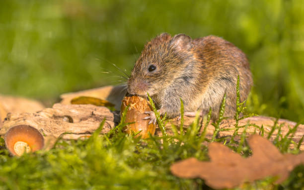 istock Bank vole eating acorn 869122158