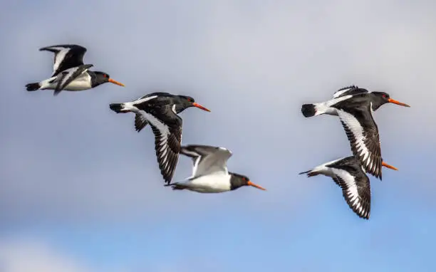 Flying group of Eurasian oystercatcher (Haematopus ostralegus) also known as the common pied oystercatcher, or palaearctic oystercatcher