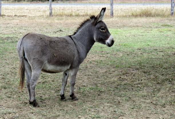 istock Miniature Donkey with cross on its back 869122338