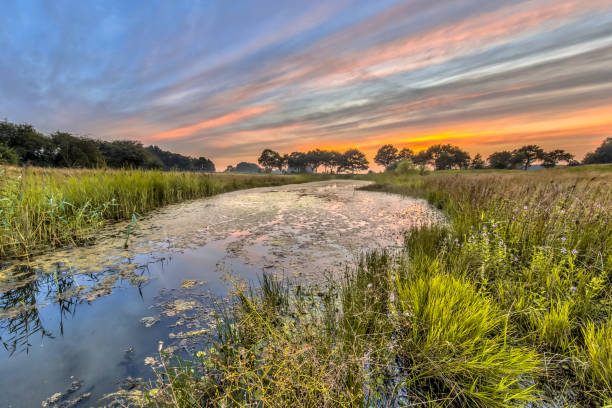 istock Typical dragonfly habitat in the Netherlands 869122572