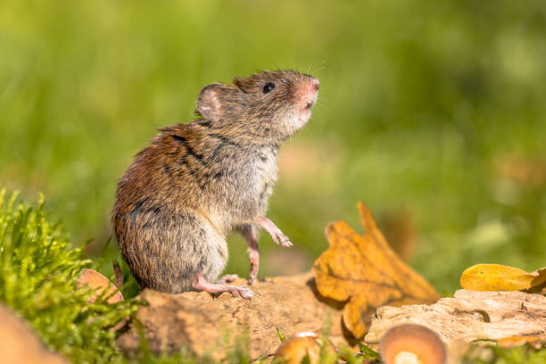 Wild Bank vole (Myodes glareolus) mouse posing on hind legs and looking up from autumn scene forest floor with dead leaves and acorns