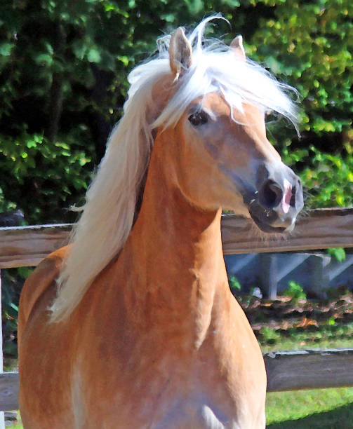 istock Beautiful Haflinger Horse  Portrait 869125514
