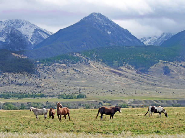istock Paradise Valley, Montana Ranch 869127886
