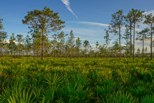 istock Natural Central Florida Woodlands with Palm and Pine Trees 869127974
