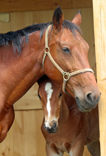 istock Bay mare and her Bay Foal 869128414