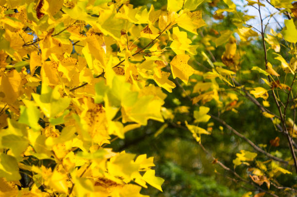beautiful autumn yellow leaves on a large tree