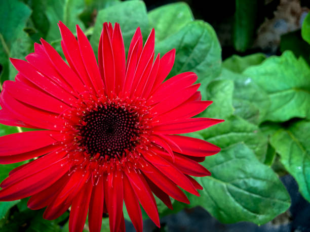 istock red garbera flower Transvaal daisy 869135174