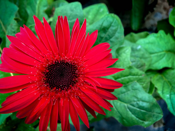 istock red garbera flower Transvaal daisy 869135354