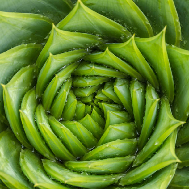 istock Spiral aloe vera with water drops, closeup, square 869135628