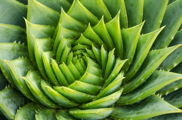 spiral aloe vera with water drops, closeup - fractal imagens e fotografias de stock