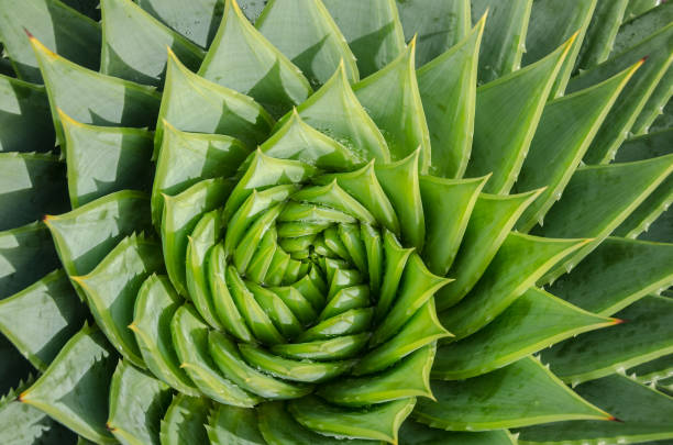 Spiral aloe vera with water drops, closeup