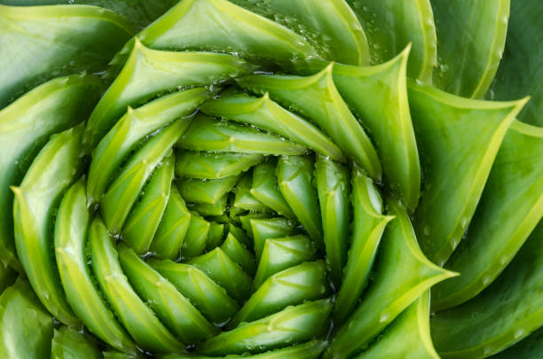 istock Spiral aloe vera with water drops, closeup 869135792