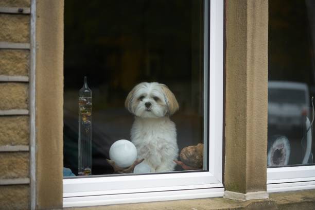 Lhasa apso dog in window stock photo