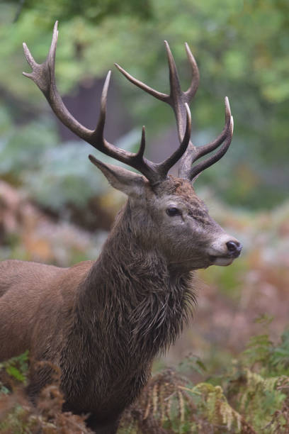 istock Red Deer Stag Rut Richmond Park London UK 869138404