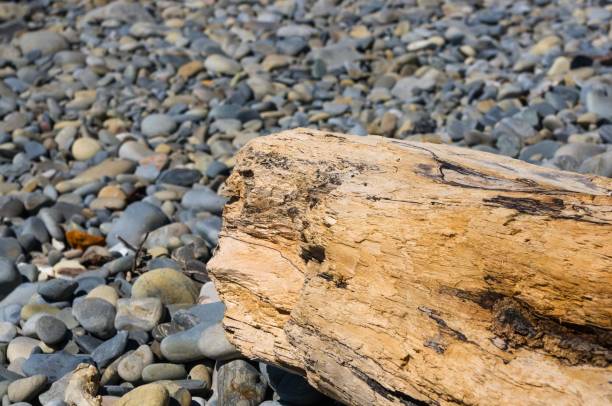 istock driftwood, washed up by the sea on a pebble beach 869138864