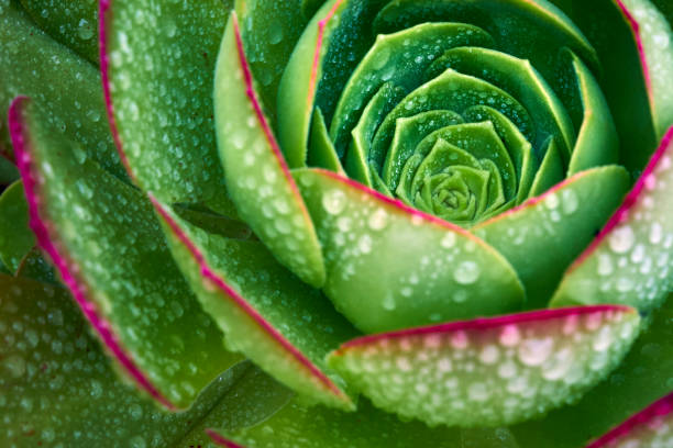 intense green echevaria succulent after a rare rain stock photo