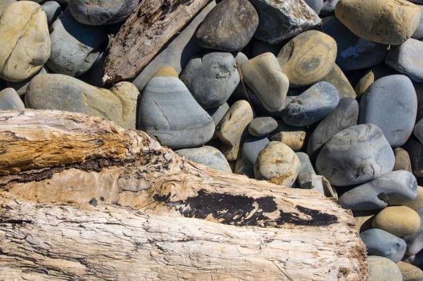 istock driftwood, washed up by the sea on a pebble beach 869139338
