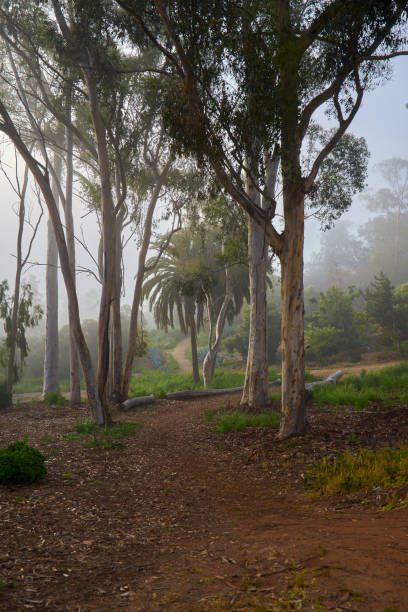 San Diego's famous Balboa park and its beautiful vegetation during the morning haze stock photo