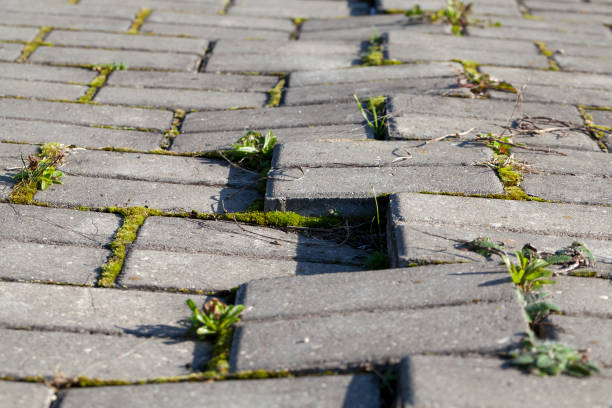 broken pedestrian road broken by natural conditions old pedestrian road paved of concrete slabs, close-up photo amon photos stock pictures, royalty-free photos & images